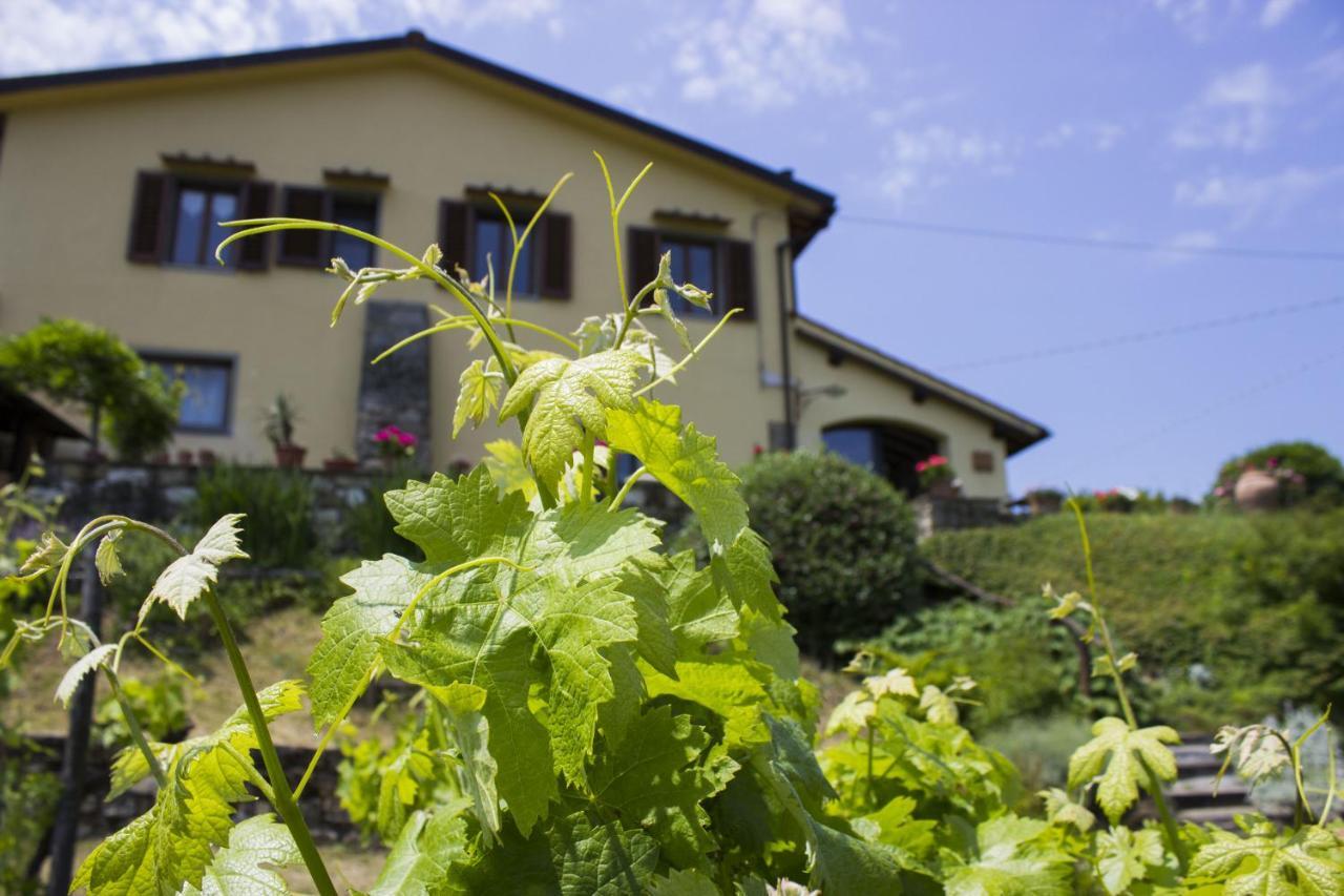 Villa Porcigliano Olive Grove Polcanto Buitenkant foto