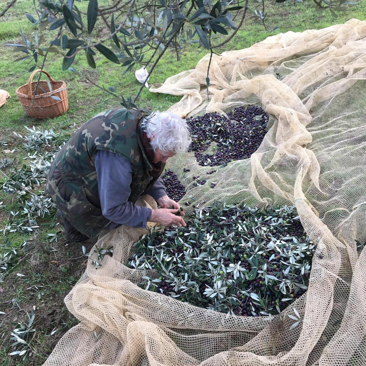 Villa Porcigliano Olive Grove Polcanto Buitenkant foto