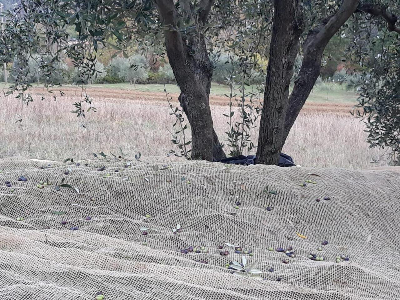 Villa Porcigliano Olive Grove Polcanto Buitenkant foto