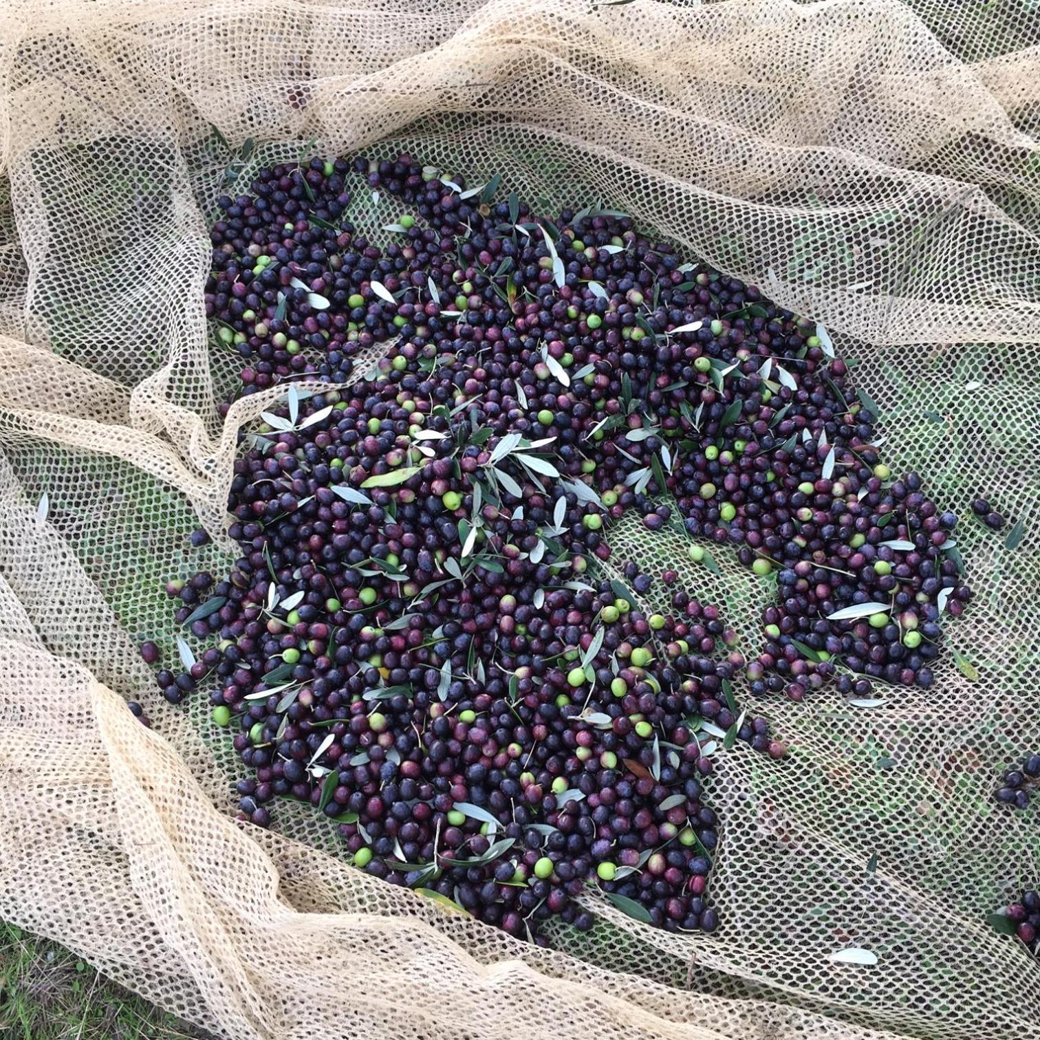 Villa Porcigliano Olive Grove Polcanto Buitenkant foto