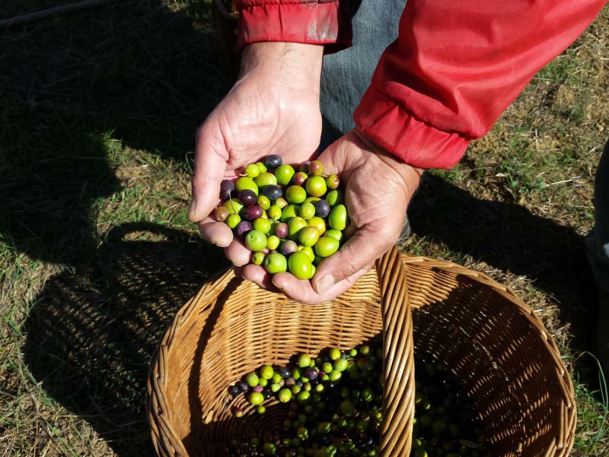 Villa Porcigliano Olive Grove Polcanto Buitenkant foto