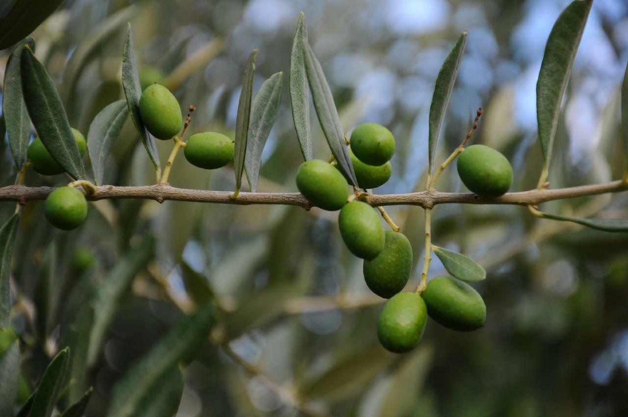Villa Porcigliano Olive Grove Polcanto Buitenkant foto